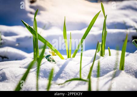 Grüne Knoblauchsprossen wuchsen durch den Schnee, Nahaufnahme. Warmes, sonniges Wetter nach Schneefall im Frühling Stockfoto