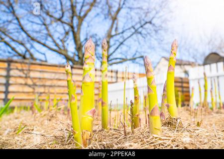 Gartenbett mit wachsendem Spargel aus Nahaufnahme. Mulchen Sie den Boden mit trockenem Gras. Anbau von köstlichem Gemüse im Garten Stockfoto