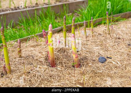 Gartenbett mit wachsendem Spargel aus Nahaufnahme. Mulchen Sie den Boden mit trockenem Gras. Anbau von köstlichem Gemüse im Garten Stockfoto