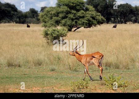 Männlich roten Letschwe Antilope (Kobus leche) im natürlichen Lebensraum, dem südlichen Afrika Stockfoto