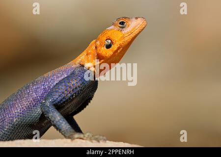 Porträt eines männlichen Namib-Rock-Agamas (Agama planiceps) in leuchtenden Brutfarben, Namibia Stockfoto