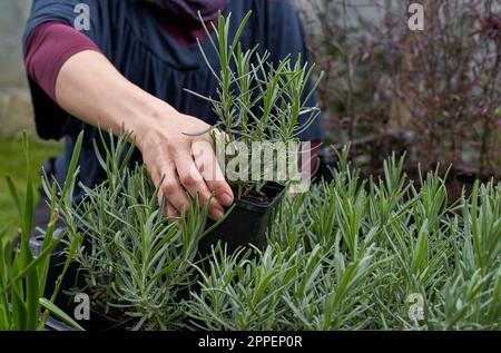 Eine Frau, die in einem Kindergarten arbeitet Stockfoto