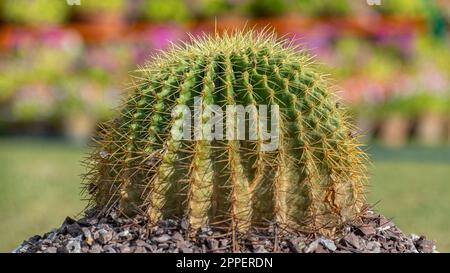 Cactus || Nahaufnahme, Golden Barrel Cactus, Barrel Cactus, Mother-in-law's Seat, Gold Barrell Cactus, Goldkugel-Kaktus, Golden Barrel Stockfoto