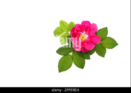 Rosafarbene Dogrose oder Rosa rubiginosa-Blüte auf weißem Hintergrund. Stockfoto