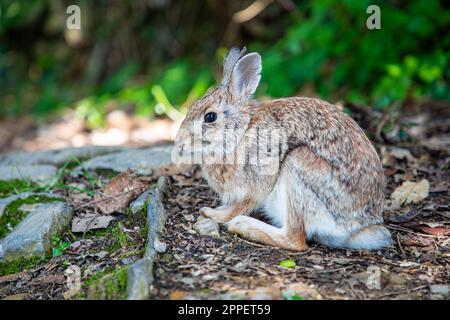 Junger europäischer Hase - Lepus europaeus - auch als brauner Hase bekannt Stockfoto