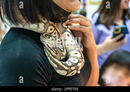 Ballpython ist ein beliebtes Haustier in Thailand. Stockfoto