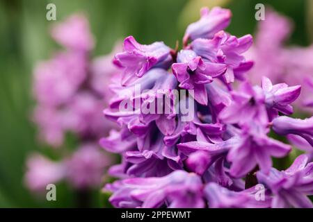 Violette Hyazinth blüht im Garten, aus der Nähe. Stockfoto