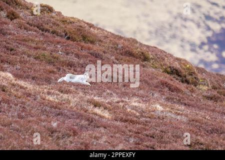 Berghasen (Lepus timidus), auch bekannt als Blauhasen, springen durch die Heidekraut im Cairngorms National Park Scotland UK. März 2023 Stockfoto