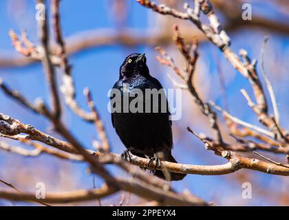 Ein männlicher Brewer's Blackbird (Euphagus cyanocephalus) sitzt auf einem Zweig in der Farmington Bay Waterfowl Management Area, Farmington, Davis Co., Utah, USA. Stockfoto