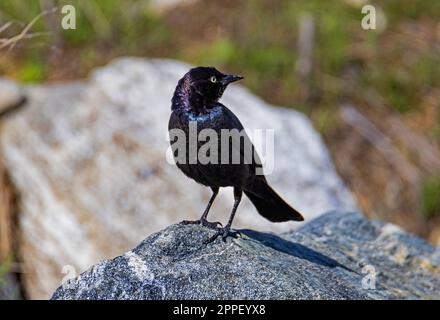 Ein männlicher Brewer's Blackbird (Euphagus cyanocephalus) steht auf einem Felsen in der Farmington Bay Waterfowl Management Area, Farmington, Davis Co., Utah, USA. Stockfoto