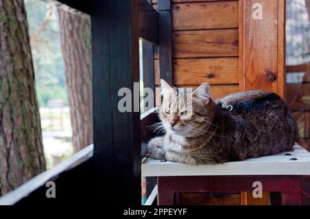 Die europäische Katze liegt auf der Holzterrasse. Stockfoto