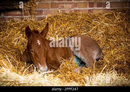 Suffolk Punch Foal, Easton Farm Park, Woodbridge, Vereinigtes Königreich, 12, April 2023 Ein Bauernhof feiert die Geburt des Suffolk Punsch-Futters, das ihm helfen soll Stockfoto