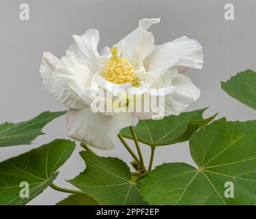 Nahaufnahme der hellen weißen Hibiscus mutabilis-Blume, auch bekannt als Konföderierte Rose oder Dixie Rosemallow, mit Laub isoliert auf weißem Hintergrund Stockfoto