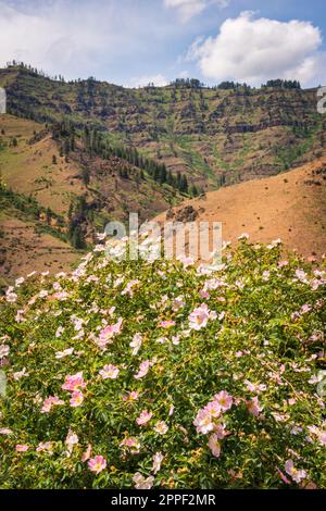 Hells Canyon National Recreation Area in Idaho Stockfoto