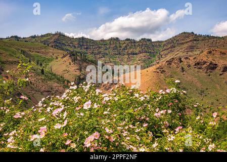 Hells Canyon National Recreation Area in Idaho Stockfoto