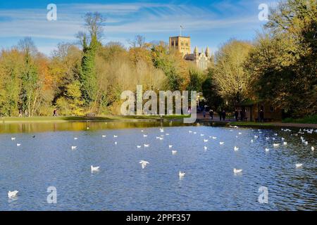 Der Ziersee im Verulanium Park, St Albans, Großbritannien. Stockfoto