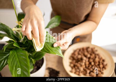 Nahaufnahme von weiblichen Gärtnerhänden beim Abwischen von Spathiphyllum-Pflanzenblättern Stockfoto