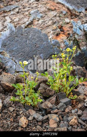 Craters of the Moon National Monument and Preserve in Idaho Stockfoto