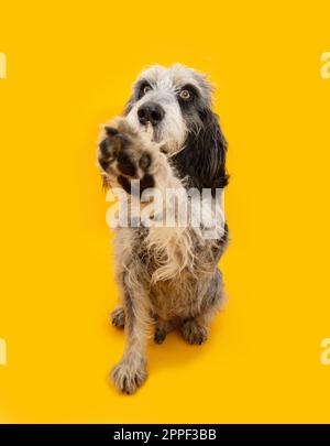 Blaues Porträt Gascony Griffon Hundetraining. Gehorsamsbegriff. Isoliert auf gelbem Hintergrund Stockfoto