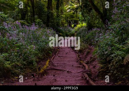 Ein malerischer Pfad, umgeben von üppigem, lebendigem Laub, der sich durch einen atemberaubenden Wald mit üppigen grünen Pflanzen schlängelt Stockfoto