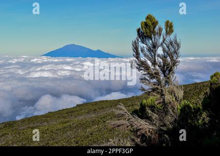 Ein einsamer Baum steht am Rand eines Berges, mit einem riesigen Krater im Hintergrund Stockfoto