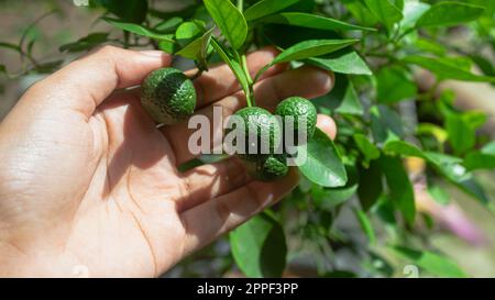 Fruit Citrus amblycarpa oder Limette oder Bergamotte auf einem Baum im Garten Stockfoto