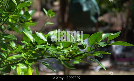 Fruit Citrus amblycarpa oder Limette oder Bergamotte auf einem Baum im Garten Stockfoto