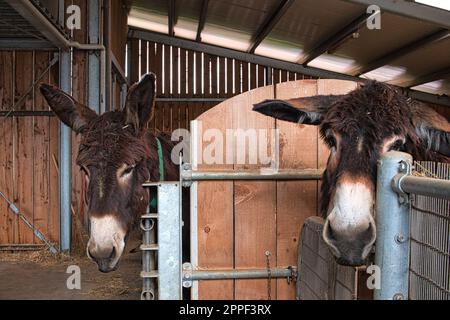 Zwei süße Esel in ihrem Stall auf einer Farm, die Eselmilch produziert. Stockfoto