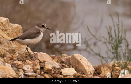 Abgeschiedener kleiner wunderschöner Vogel (kentish Piver) im Hintergrund des Wüstenflusses Stockfoto
