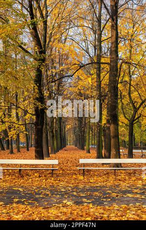 Der Sächsische Garten (Ogrod Saski) in Warschau, Polen. Herbstlandschaft mit Gassen, gefallenen Blättern und Bänken, öffentlicher Park im Stadtzentrum. Stockfoto