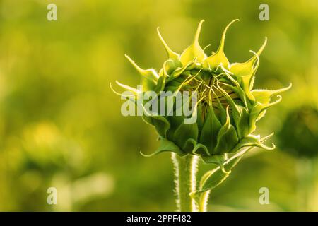 Ungeöffneter Sonnenblumenkopf im kultivierten landwirtschaftlichen Feld am sonnigen Sommernachmittag, selektiver Fokus Stockfoto