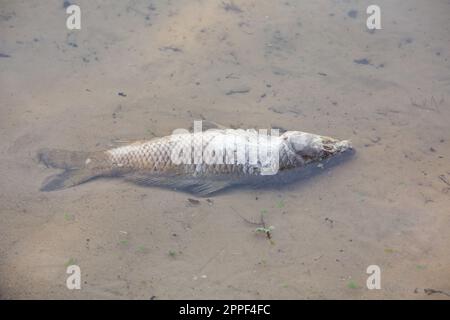 Toter Fisch in einem See, ausgespült an die Küste, nah dran Stockfoto