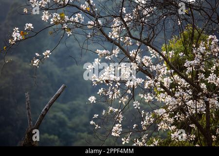 Blühende weiße Bauhinia variegata oder Orchideenblumen im Sommer, helle weiße Blütenblätter vor Bergen verschwommen im Hintergrund. Konzentrieren Sie sich auf Blütenblätter. Stockfoto