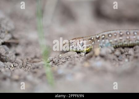 Lacerta agilis Linnaeus Eidechse Makroaufnahme, Nahaufnahme, in der Natur Stockfoto