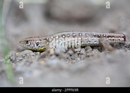 Lacerta agilis Linnaeus Eidechse Makroaufnahme, Nahaufnahme, fehlender Schwanz, in der Natur Stockfoto