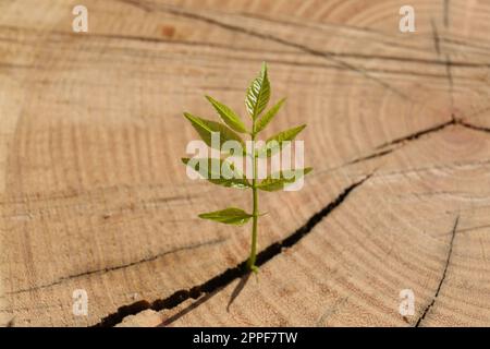 Junge Setzlinge, die aus Baumstumpf wachsen, dicht beieinander. Neues Lebenskonzept Stockfoto