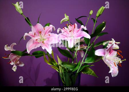 Lila und rosafarbene Lilien in einer Iittala-Glasvase Stockfoto