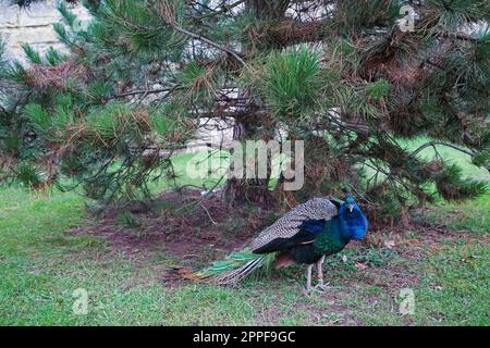 Nahaufnahme des natürlichen Pfauens (Peafowl) am Pinienbaum Stockfoto