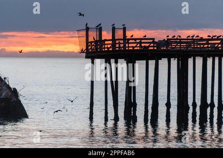 Silhoutte der SS Palo Alto, ein altes Schiffswrack aus dem Zweiten Weltkrieg, um den Sonnenuntergang vor der Küste von Aptos, Kalifornien, in der Nähe des seacliff Strandes. Stockfoto