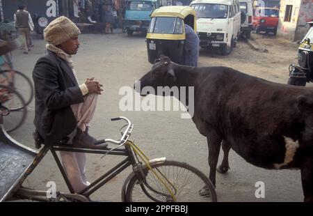 Menschen und Heilige Kühe in der Altstadt von Alt-Delhi in der indischen Stadt Delhi. Indien, Delhi, Februar 1998 Stockfoto