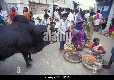 Menschen und Heilige Kühe in der Altstadt von Alt-Delhi in der indischen Stadt Delhi. Indien, Delhi, Februar 1998 Stockfoto