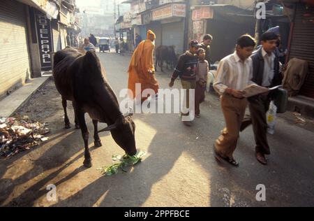 Menschen und Heilige Kühe in der Altstadt von Alt-Delhi in der indischen Stadt Delhi. Indien, Delhi, Februar 1998 Stockfoto