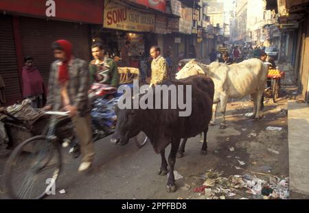 Menschen und Heilige Kühe in der Altstadt von Alt-Delhi in der indischen Stadt Delhi. Indien, Delhi, Februar 1998 Stockfoto