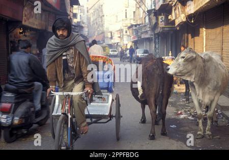 Menschen und Heilige Kühe in der Altstadt von Alt-Delhi in der indischen Stadt Delhi. Indien, Delhi, Februar 1998 Stockfoto