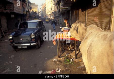 Menschen und Heilige Kühe in der Altstadt von Alt-Delhi in der indischen Stadt Delhi. Indien, Delhi, Februar 1998 Stockfoto
