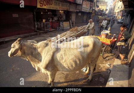 Menschen und Heilige Kühe in der Altstadt von Alt-Delhi in der indischen Stadt Delhi. Indien, Delhi, Februar 1998 Stockfoto