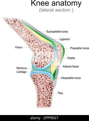 Knieanatomie. Seitenansicht. Querschnitt des Gelenks mit Bändern, Meniskus und Bursae. Kniegelenkhöhle. Querschnitt der Beinknochen. Detaillierter Vektor Stock Vektor