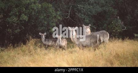 Der Wasserbock (Kobus Ellipsiprymnus) ist eine große Antilope weithin in Subsahara-Afrika gefunden. Stockfoto