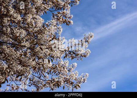 Zweige eines amelanchier-Strauchs mit weißen Blüten vor blauem Himmel Stockfoto