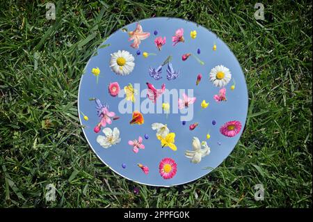 Frühlingsblumen Im Spiegel. Grashintergrund und blauer Himmel im Spiegel Stockfoto